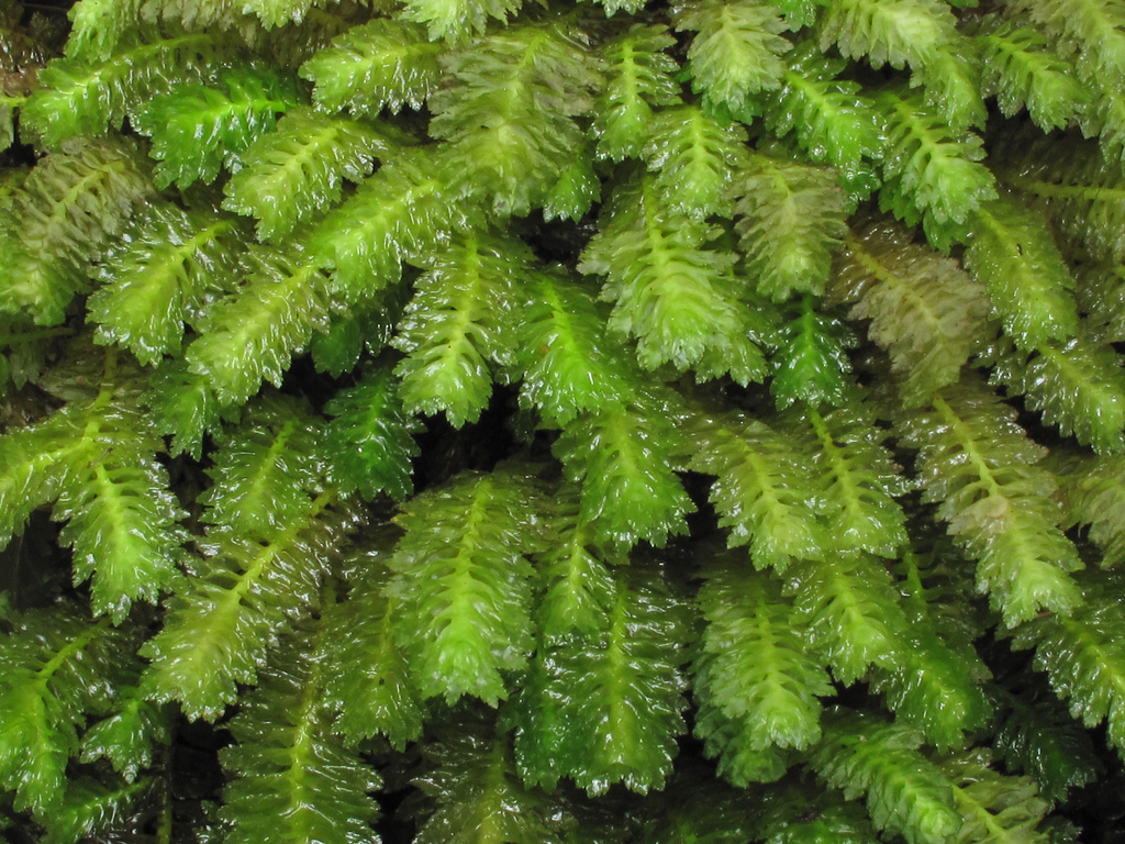 Представитель Семейства Schistochilaceae